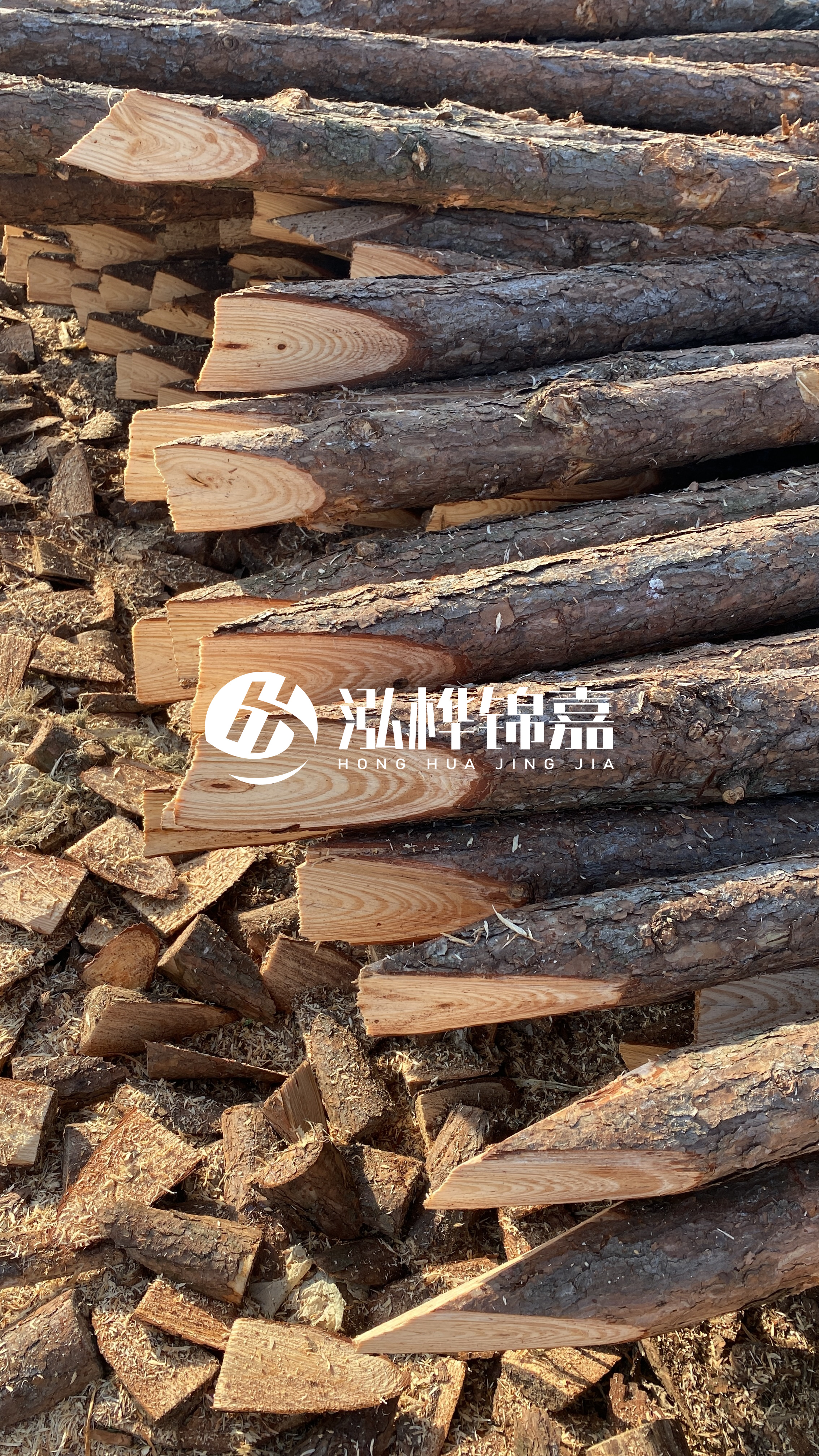 松木樁怎么分辨好壞？學(xué)會這幾招，輕松分辨松木樁好壞不踩雷！